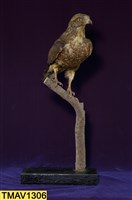 鳳頭蒼鷹藏品圖，第8張